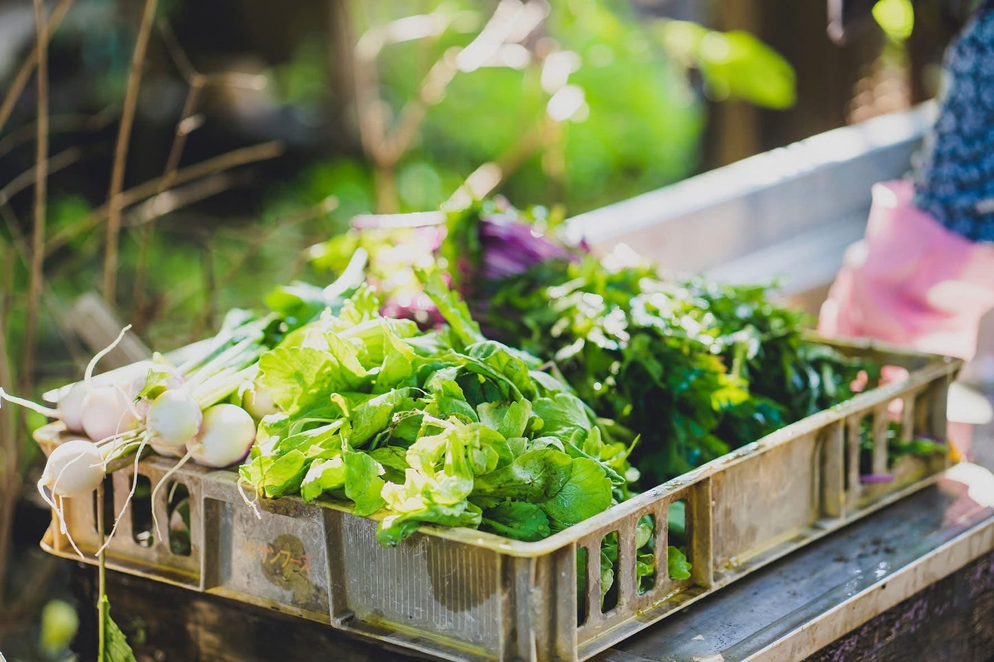 【金曜店舗受け取り】秋のこくベジセットD