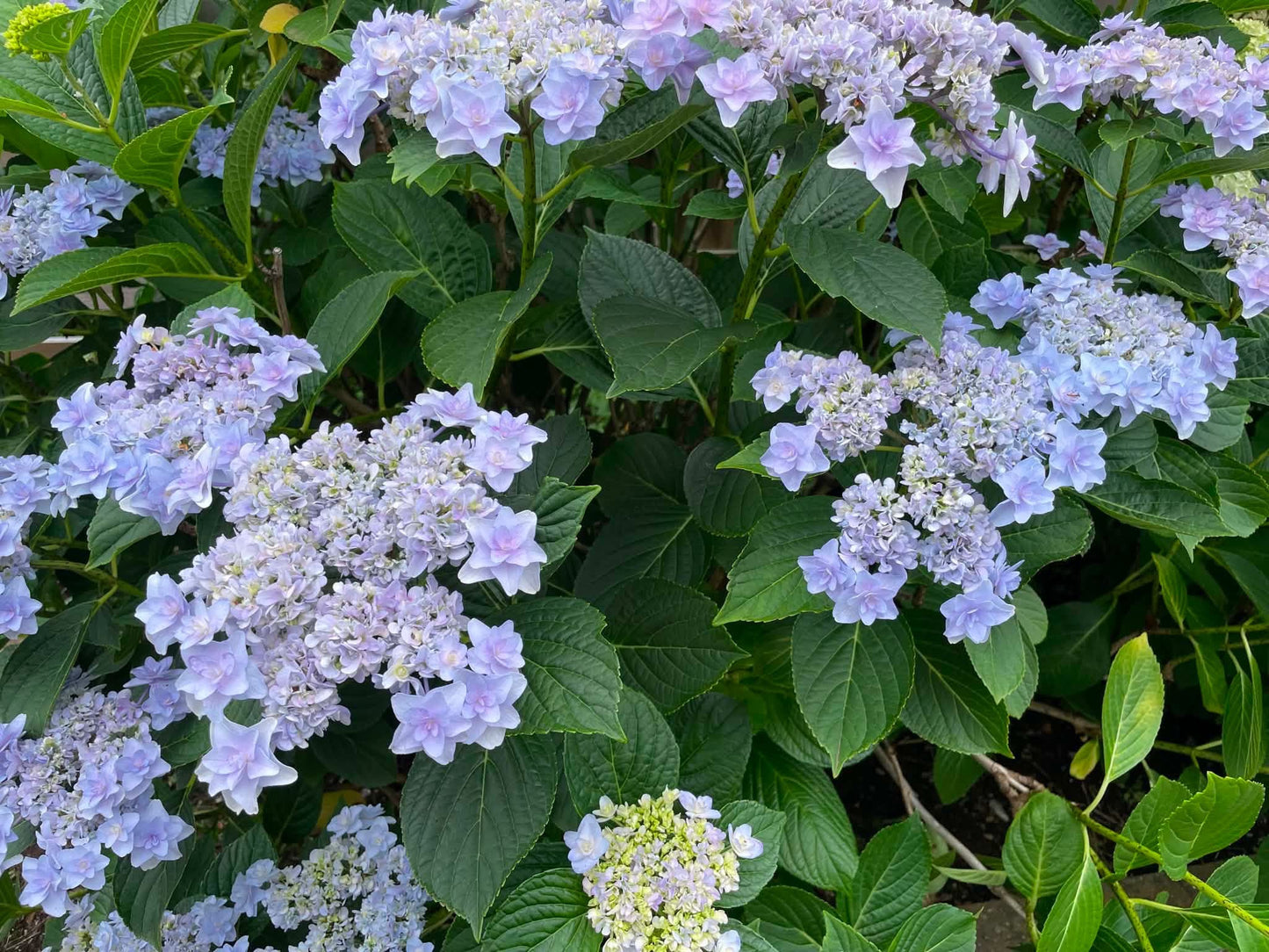 【金曜店舗受け取り】 糸萬園の切花/アジサイ