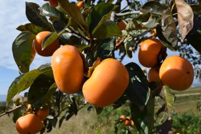 【金曜店舗受け取り】 糸萬園の次郎柿