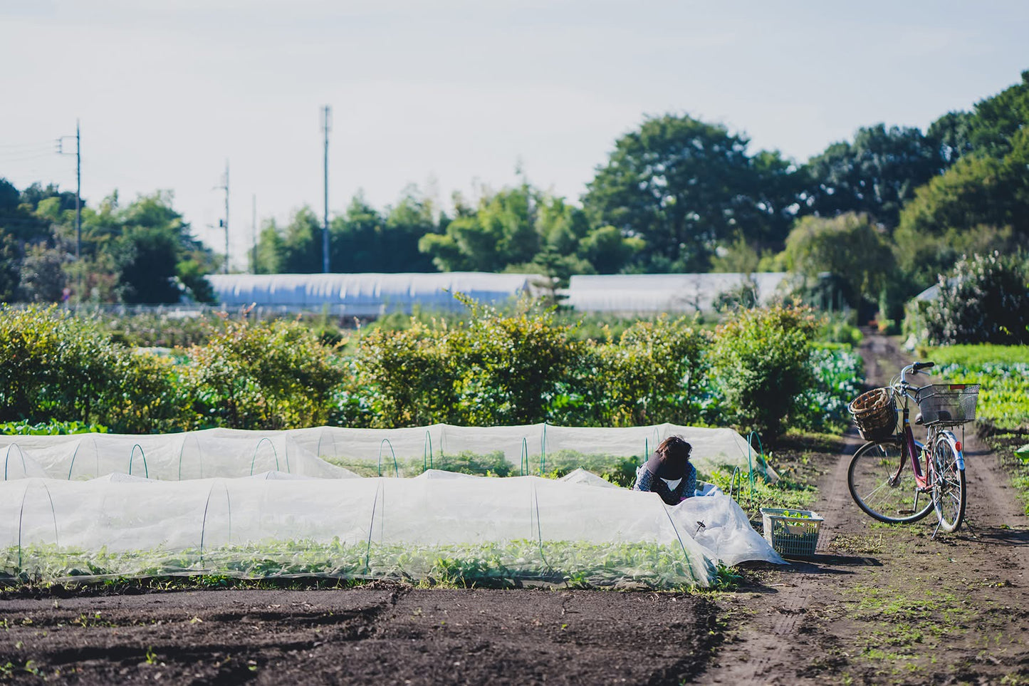 【金曜店舗受け取り】冬のこくベジセットC
