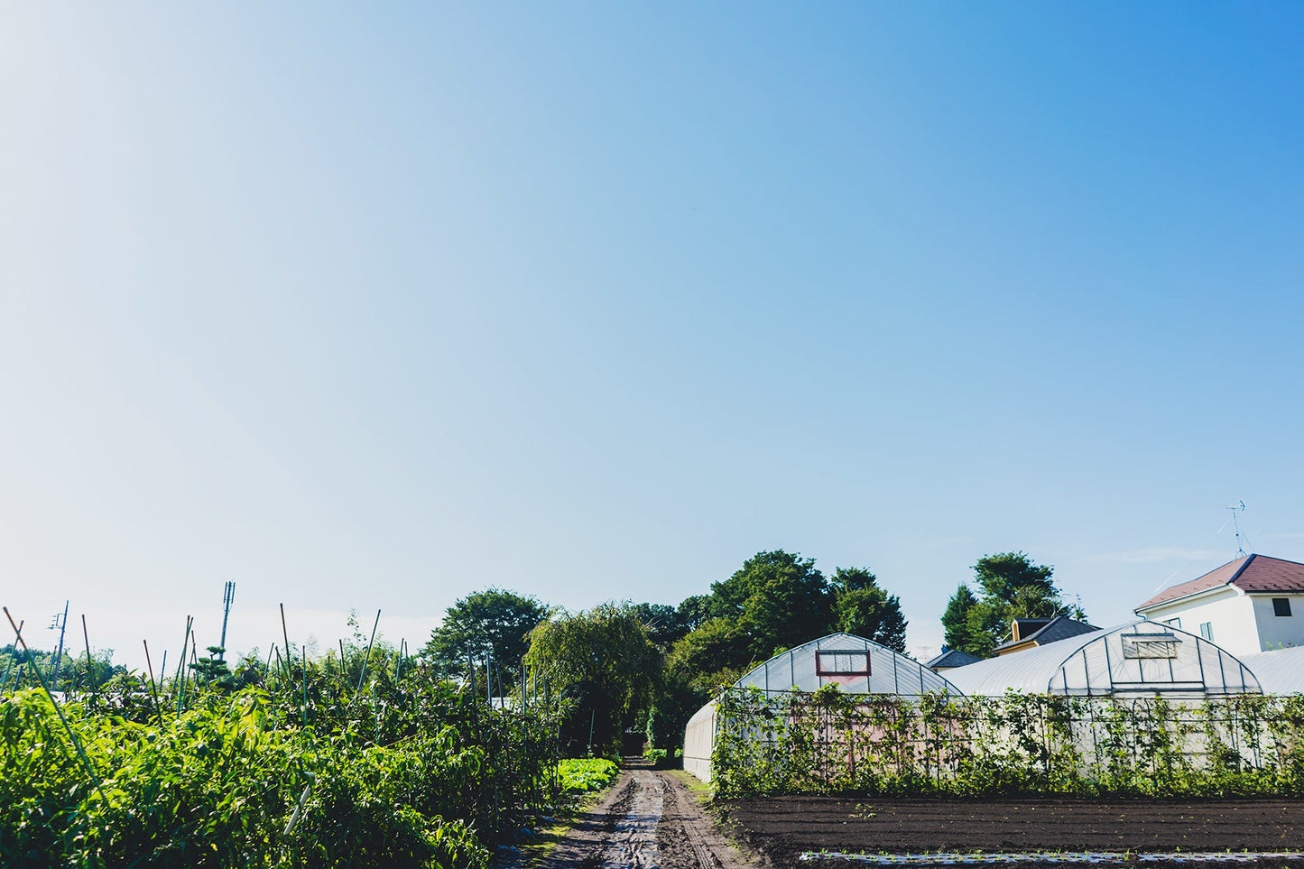 【金曜店舗受け取り】冬のこくベジセットD