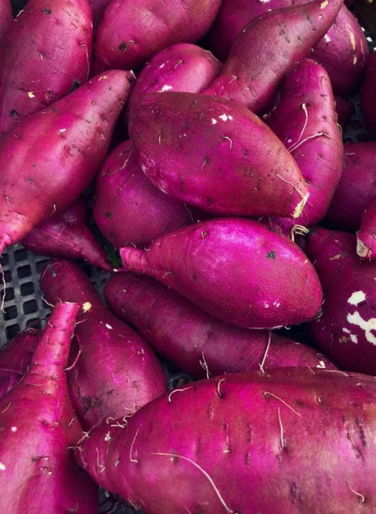 【金曜店舗受け取り】清水農園の紅はるか