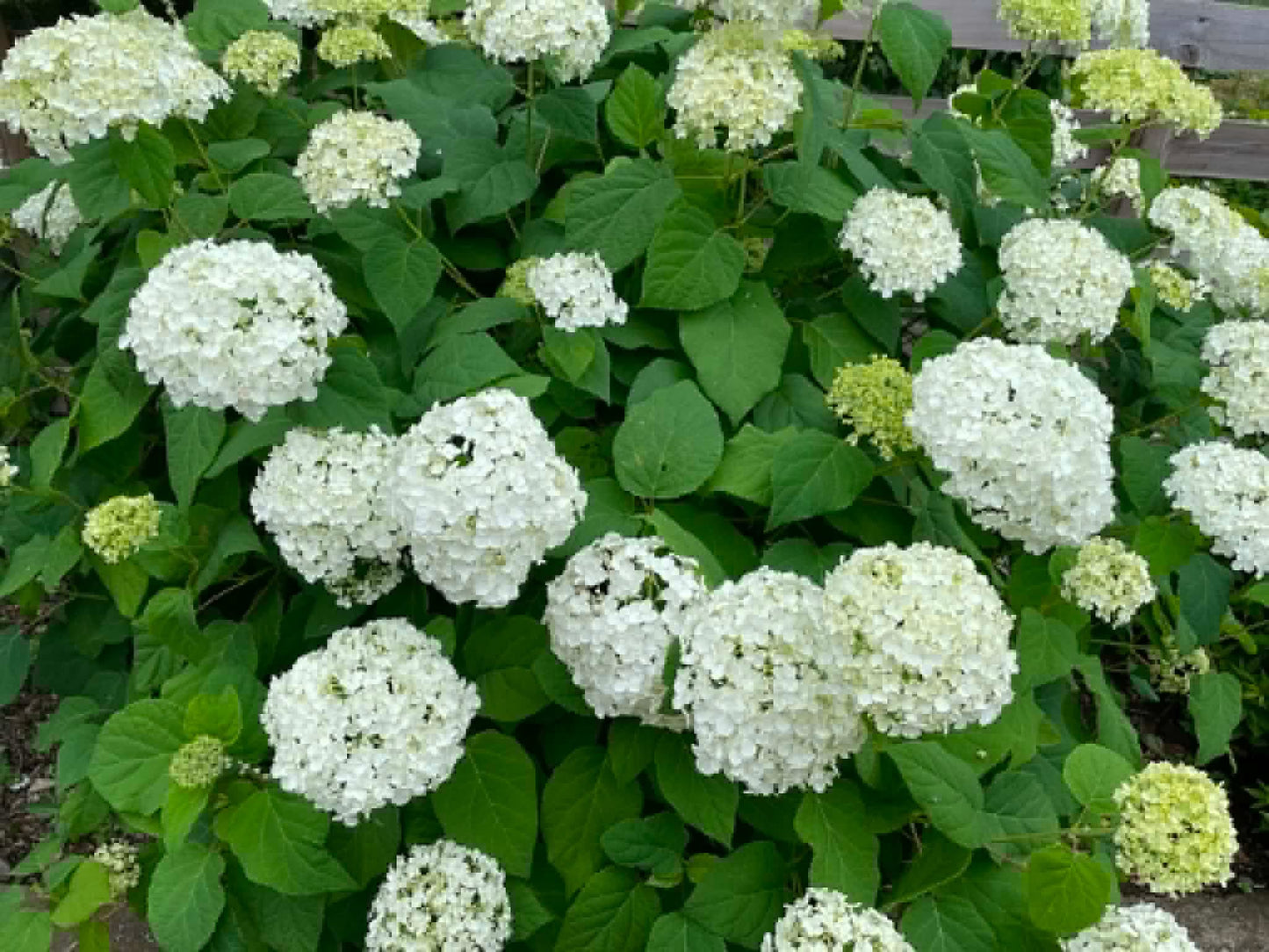 【金曜店舗受け取り】 糸萬園の切花／アジサイ