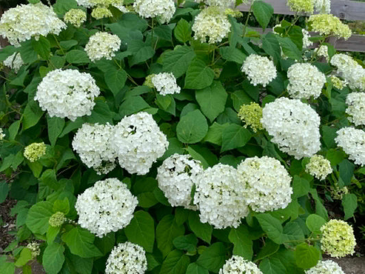 【金曜店舗受け取り】 糸萬園の切花／アジサイ