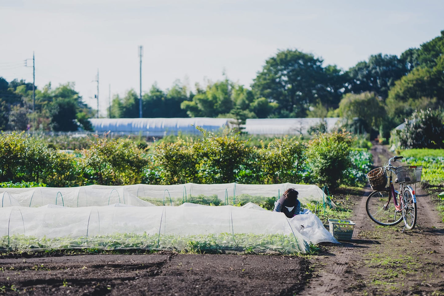【金曜店舗受け取り】冬のこくベジセットC