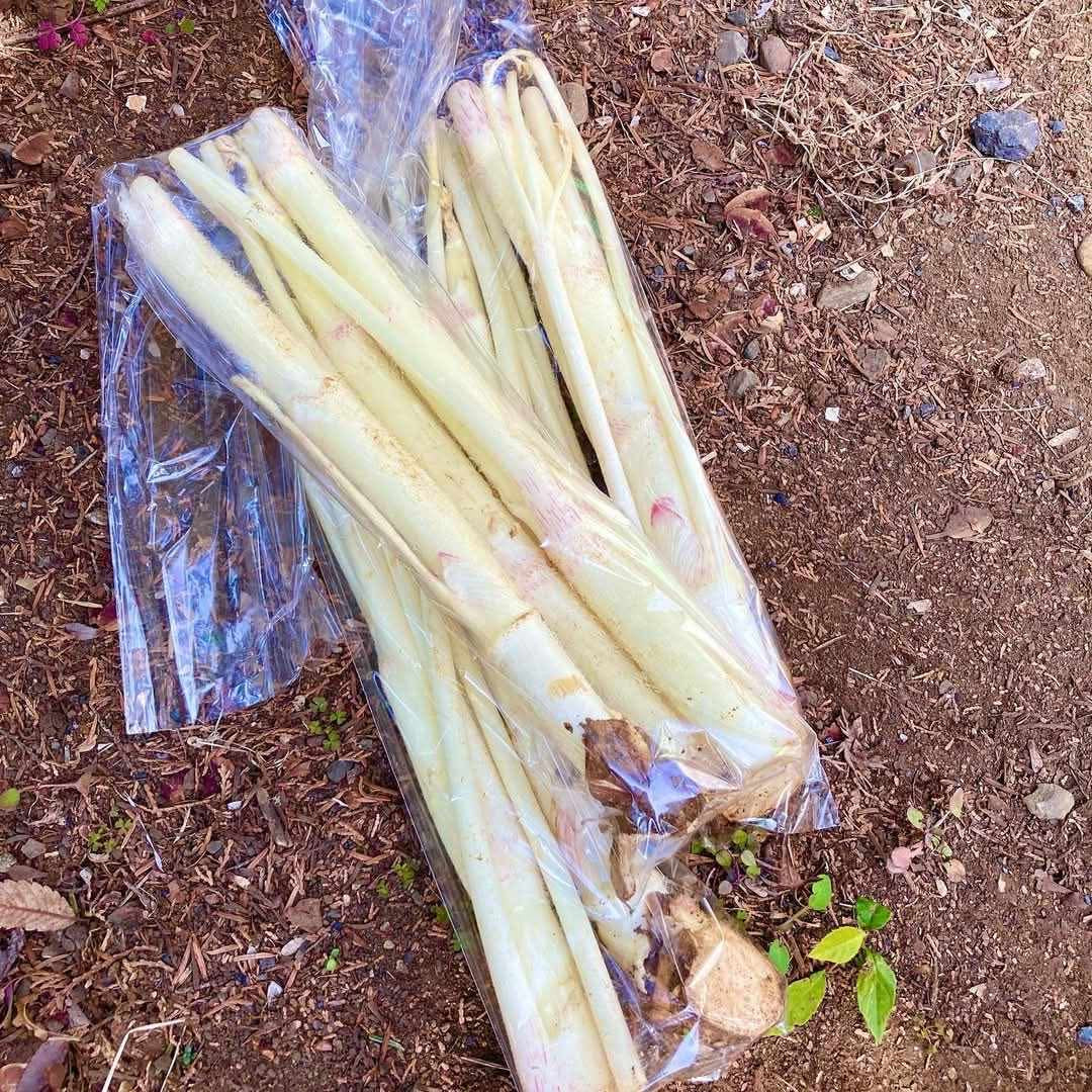 【金曜店舗受け取り】国分寺中村農園の東京うど