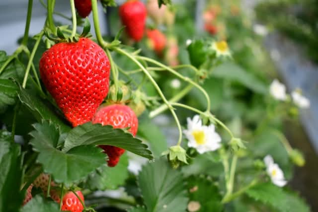 【金曜店舗受け取り】国分寺中村農園のいちご（かおりの）